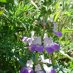 collinsia heterophylla